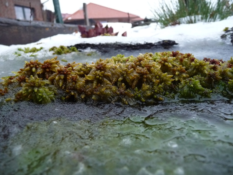 Torfmoos gestern. Heute ist nichts mehr zu sehen.