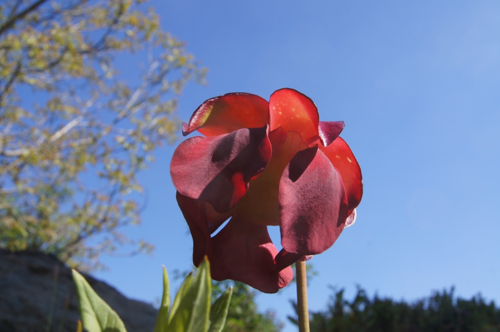 Blüte einer Saracenia- Hybride aus S. flava und s. Purpurea
