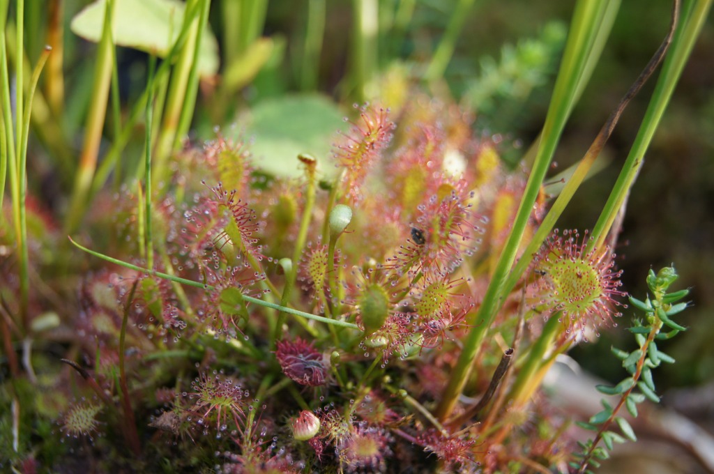 Sonnentau (drossera )