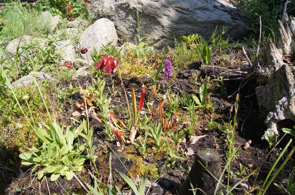 mit Primula, Epipaktis, Dactylohriza und sarracenia
