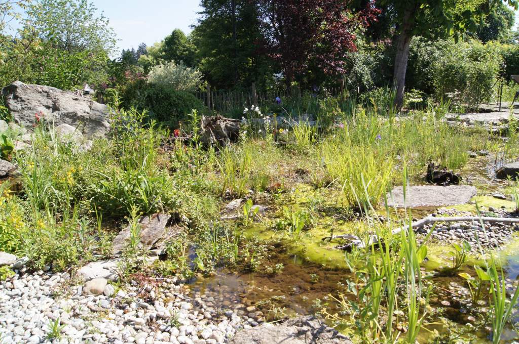 mit Teilaspekt des Sumpfes