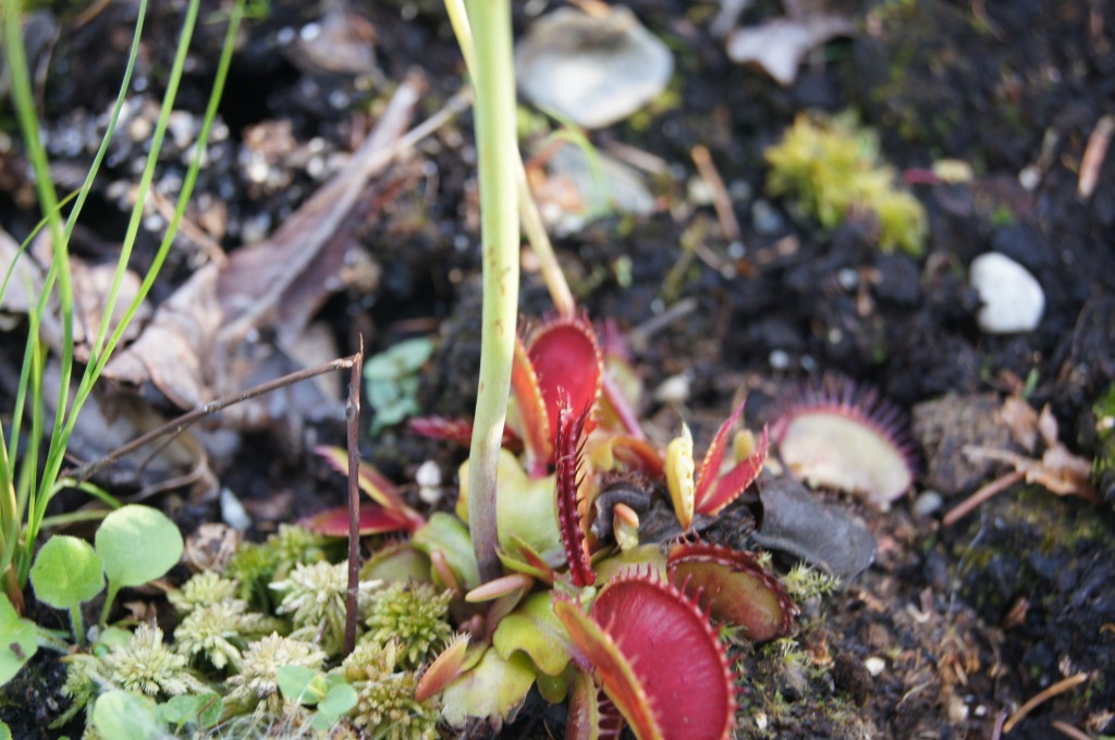 Detail eine rote dionea (Venusfliegenfalle)
