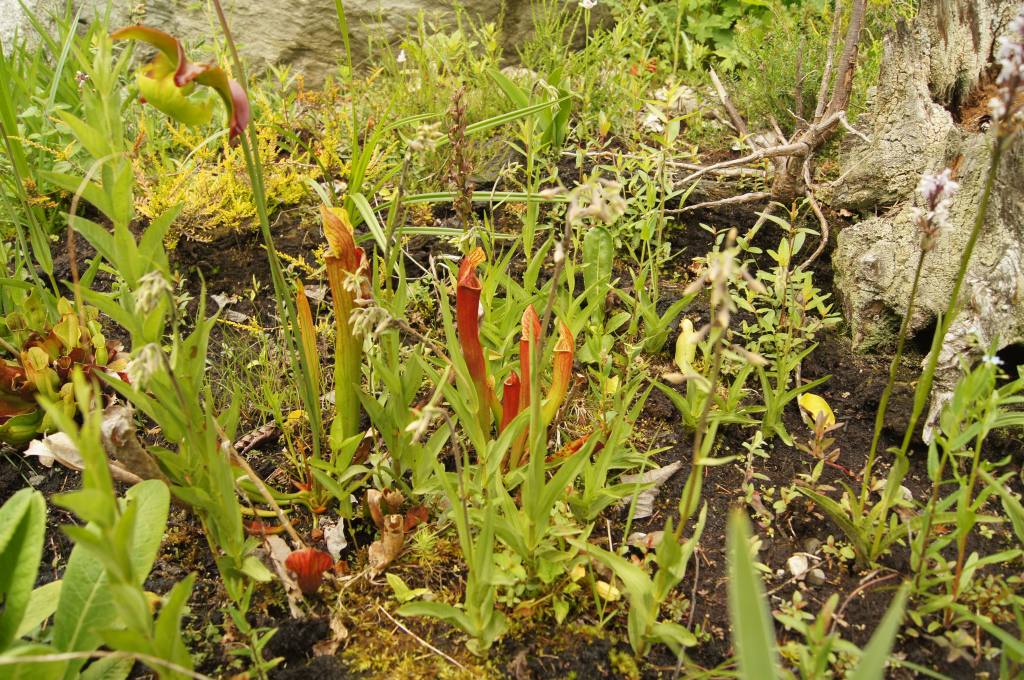 Stendelwurz (epipaktis)