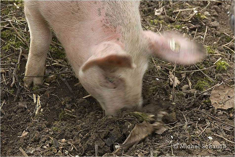 Schweinehimmel.jpg