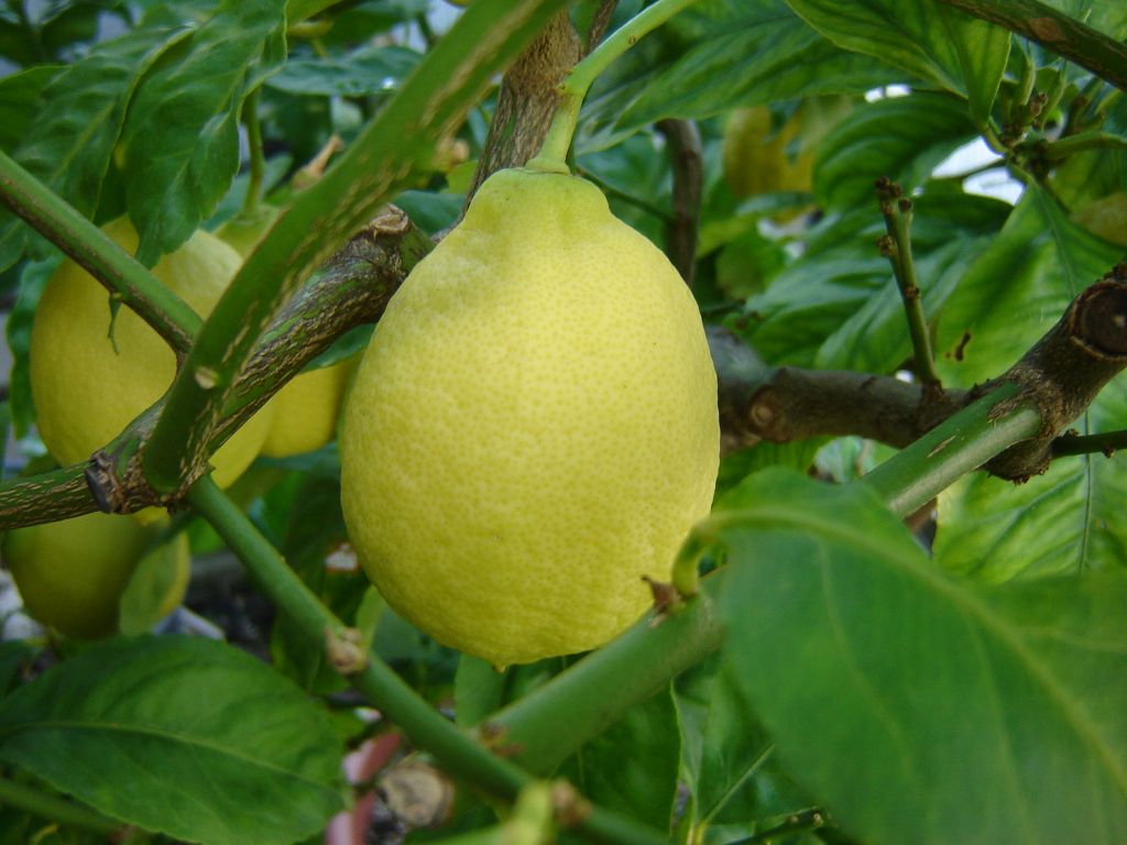 Zitrone im Februar 2013_01.jpg