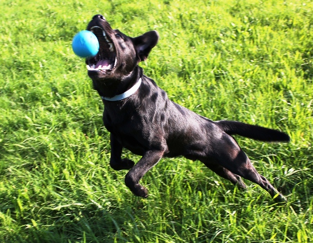 Attila im Sprung.jpg