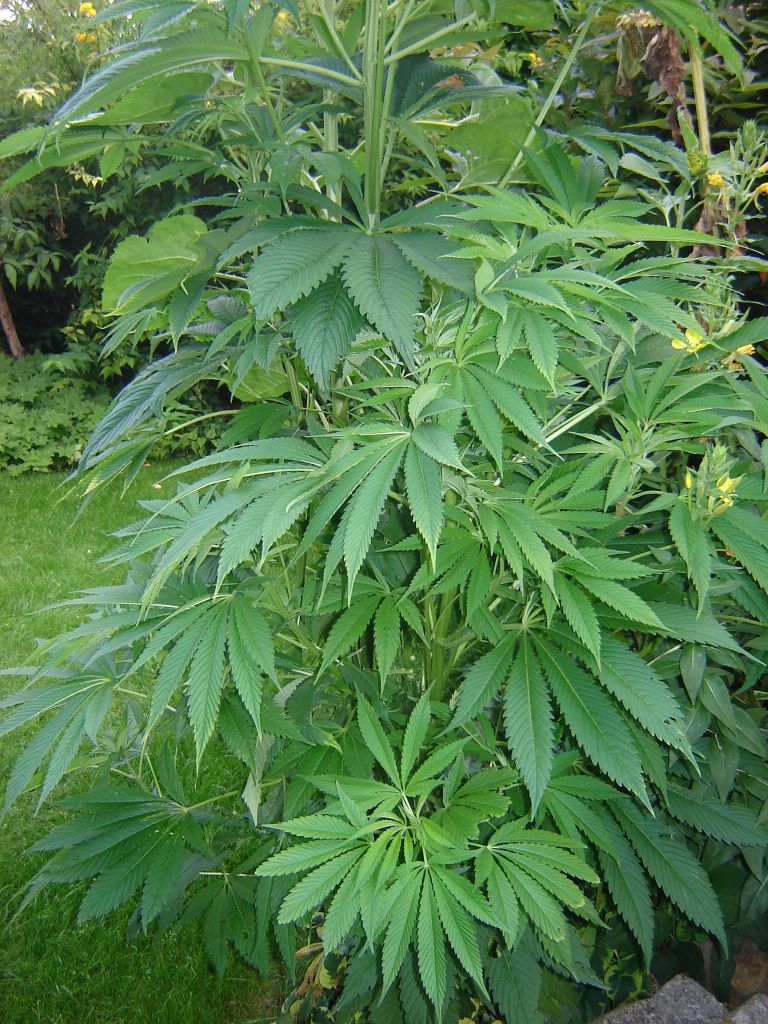 Satureja kifferiana.jpg