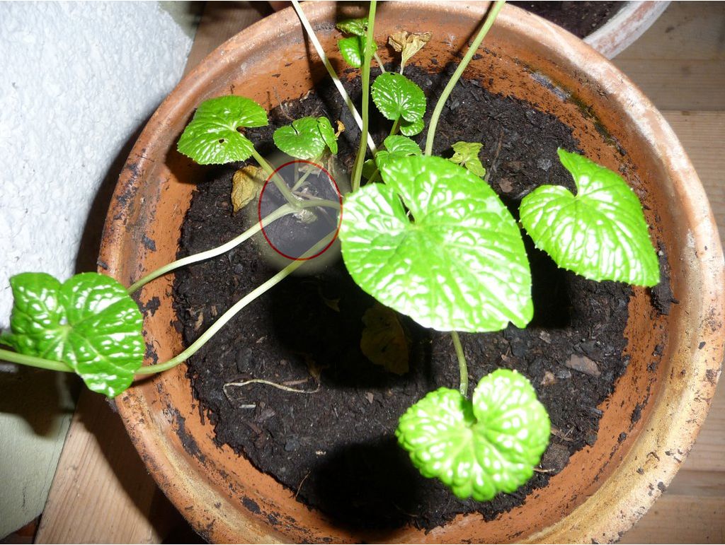 Wasabi.jpg