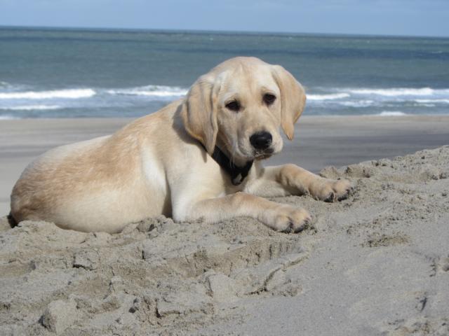 Luzie mit 4 Monaten.JPG