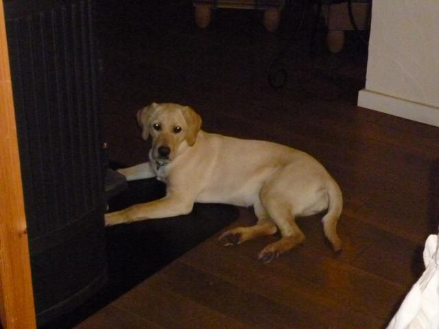 Luzie mit 8 Monaten.JPG