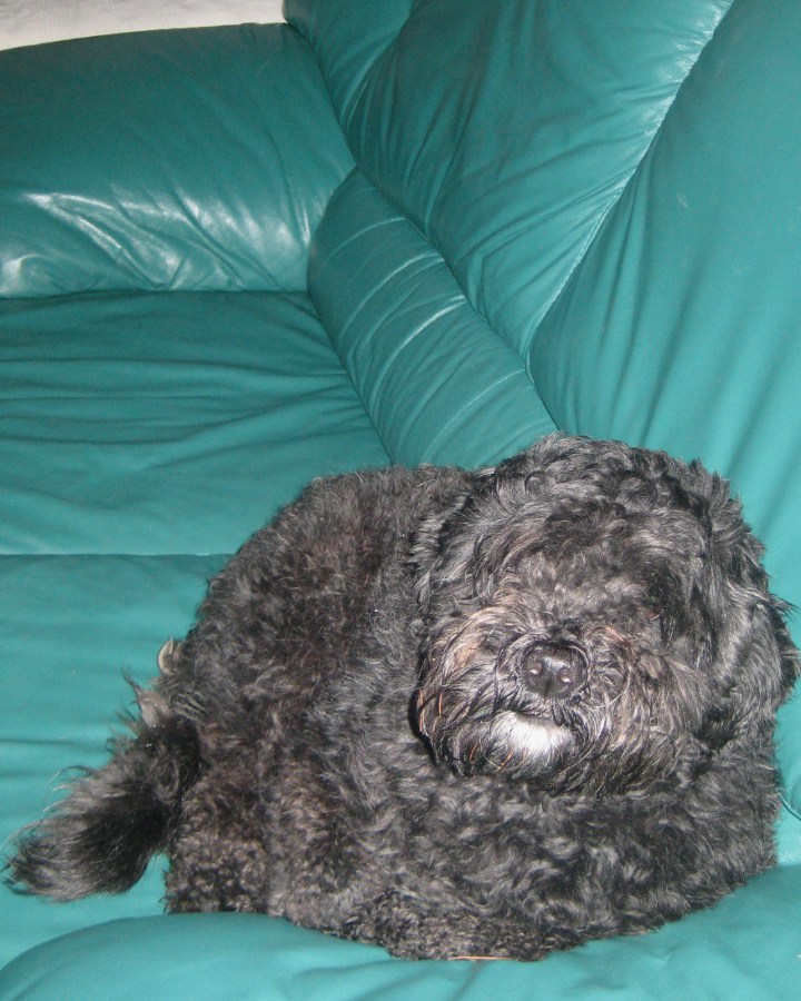 Joschi, der lachende Hund ----dieses Bild stammt nicht von Chefkoch und darf auch nicht für Gerichte wie "Kalter Hund" o.Ä. benutzt werden!