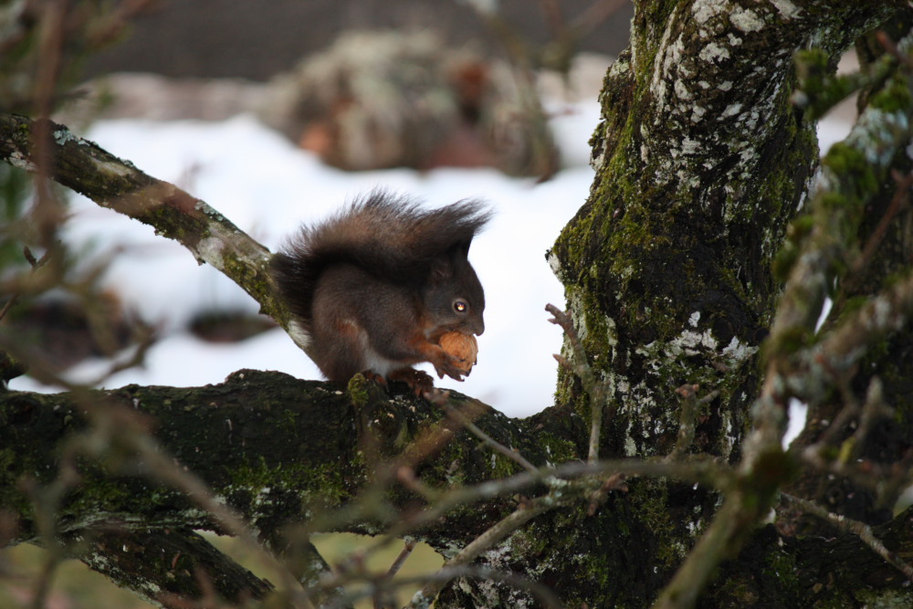 Eichhörnle20001.JPG