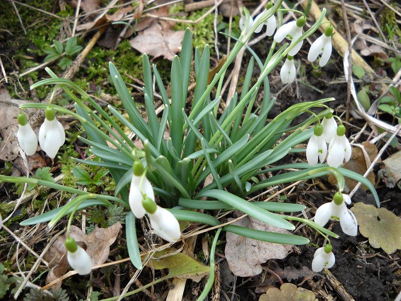 k-18.3.2013 011.JPG