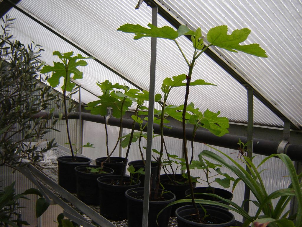 Feigenpflanzen aus Spanien 02.jpg