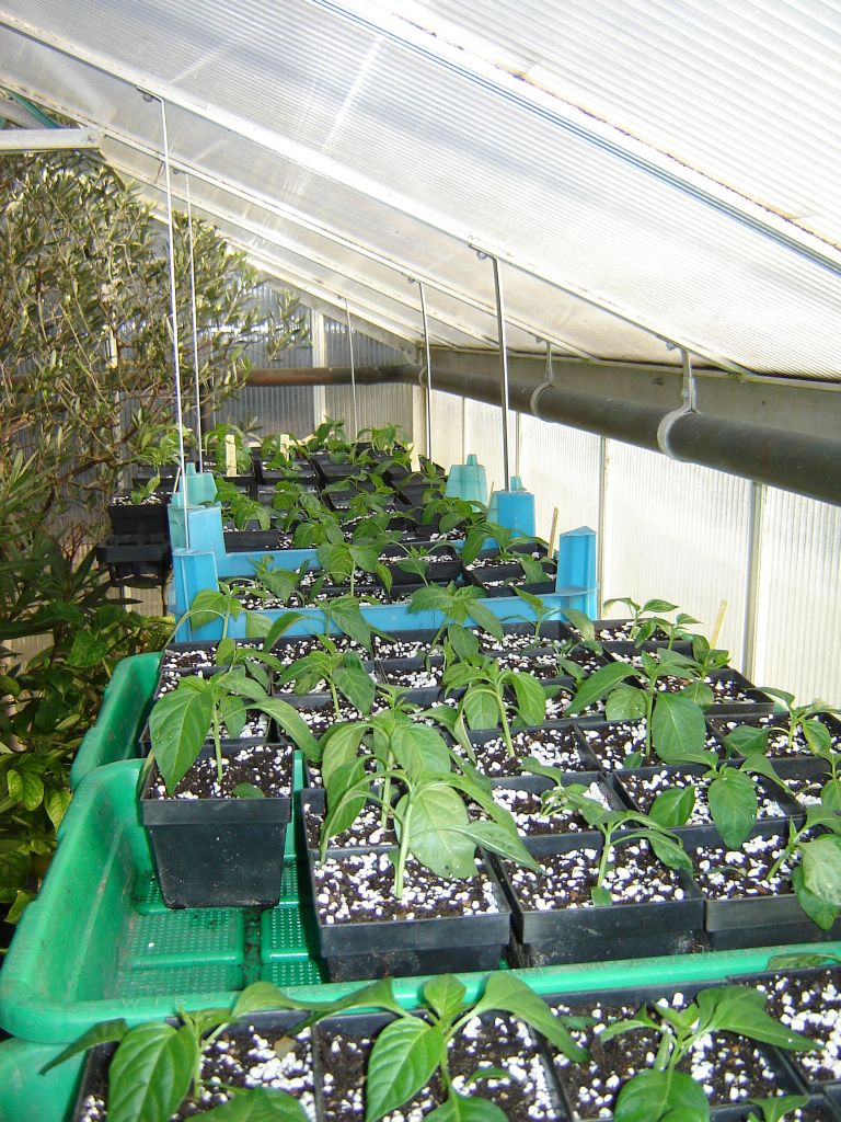 Chiliaussaat_2013_46.jpg
