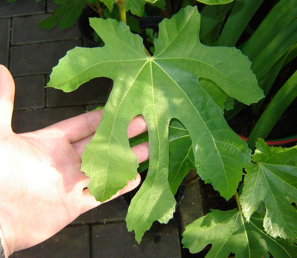 Feigenpflanzen aus Spanien 04.jpg