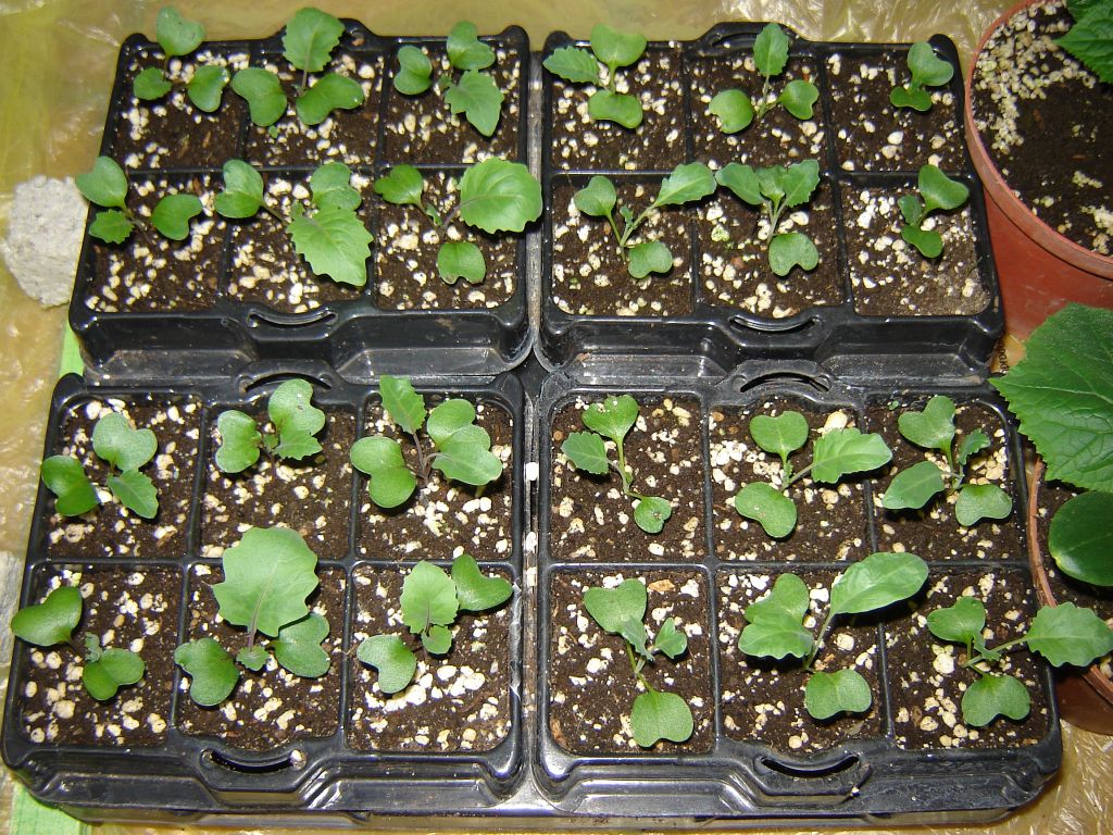 Gemüsepflanzen-2013-02.jpg