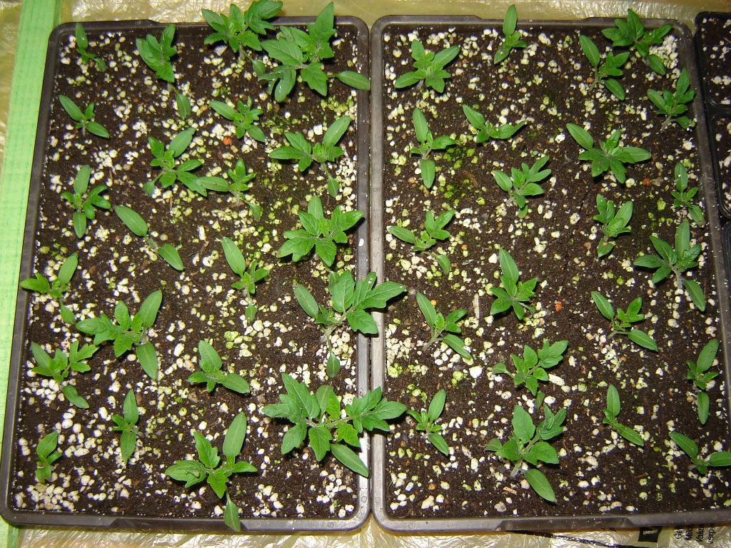 Gemüsepflanzen-2013-03.jpg