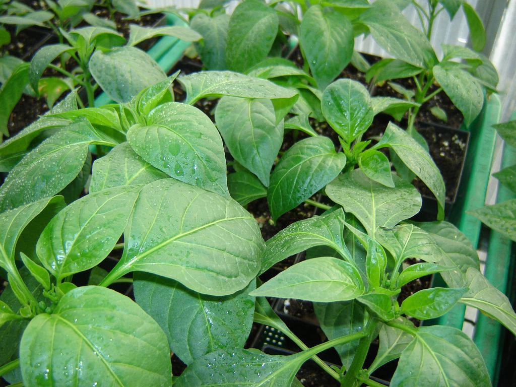 Chiliaussaat_2013_53.jpg