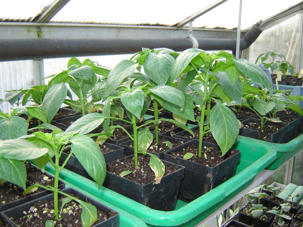 Chiliaussaat_2013_54.jpg