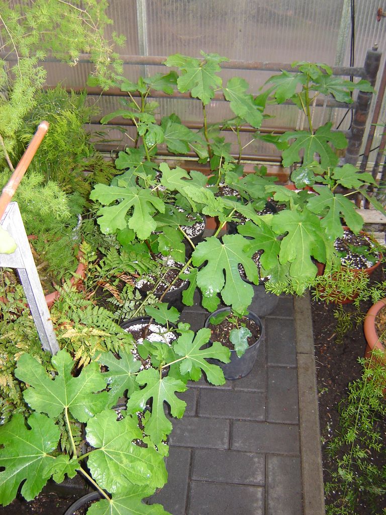 Feigenpflanzen aus Spanien 06.jpg