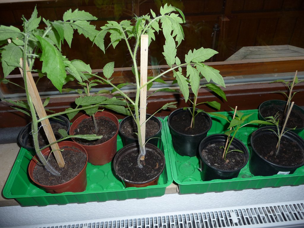 20130419_Pflanzal_2.JPG