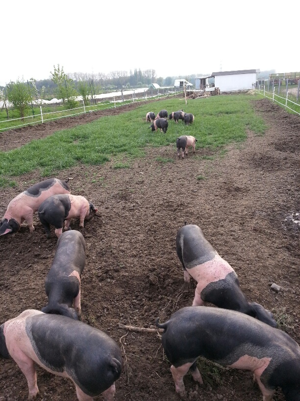 20130429_185726_resized.jpg