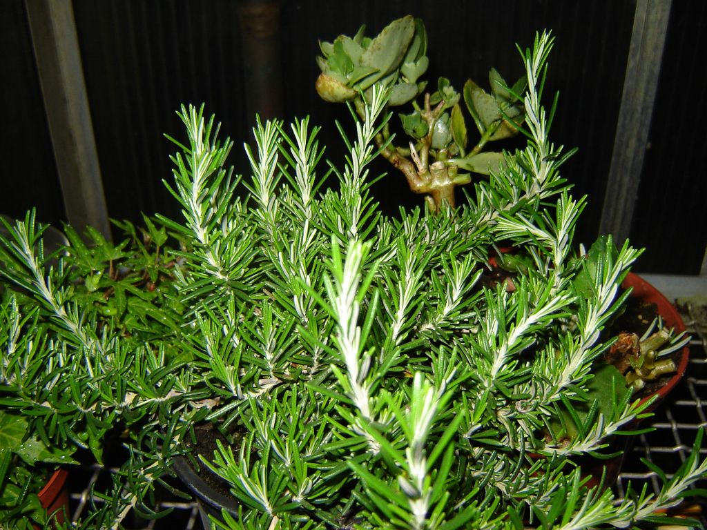 Rosmarinus officinalus Prostratus 01.jpg