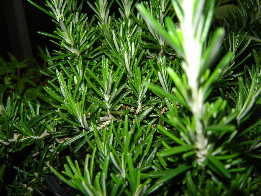 Rosmarinus officinalus Prostratus 02.jpg