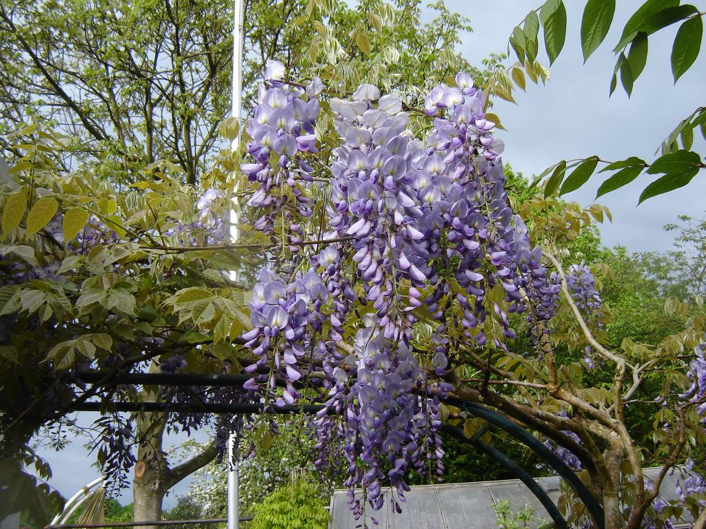 Wisteria_sinensis_01.jpg