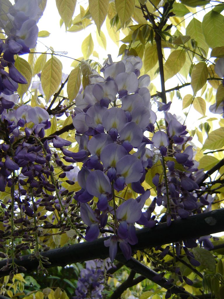 Wisteria_sinensis_02.jpg