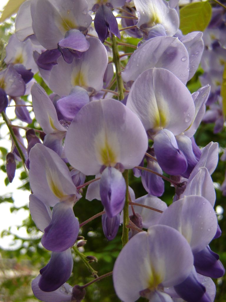 Wisteria_sinensis_03.jpg