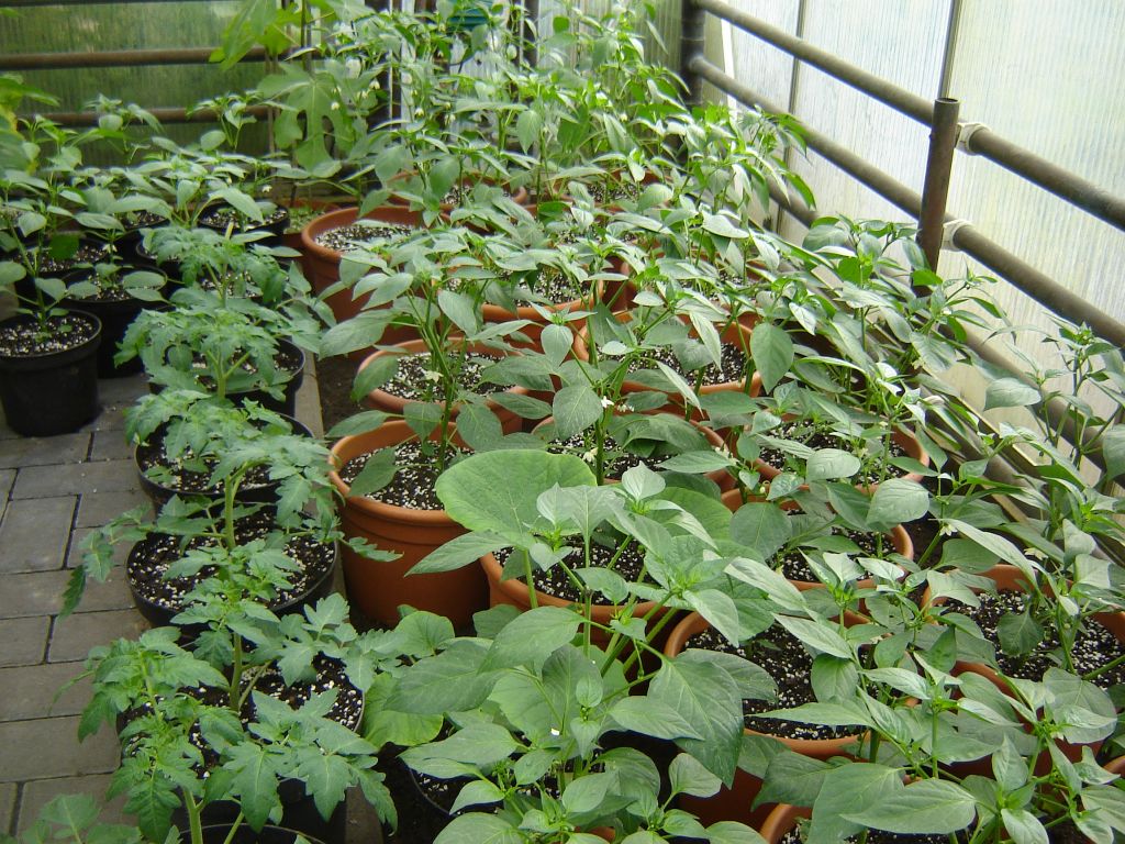 "Anaheim" und "Cayenne"