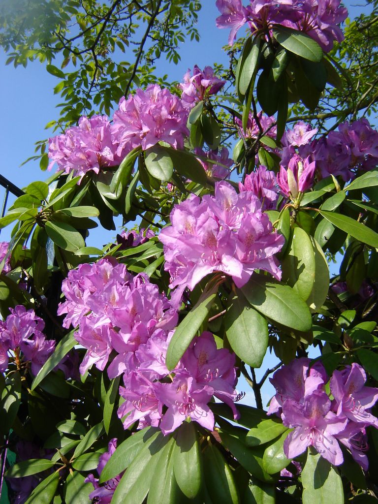Rhododendron00.jpg