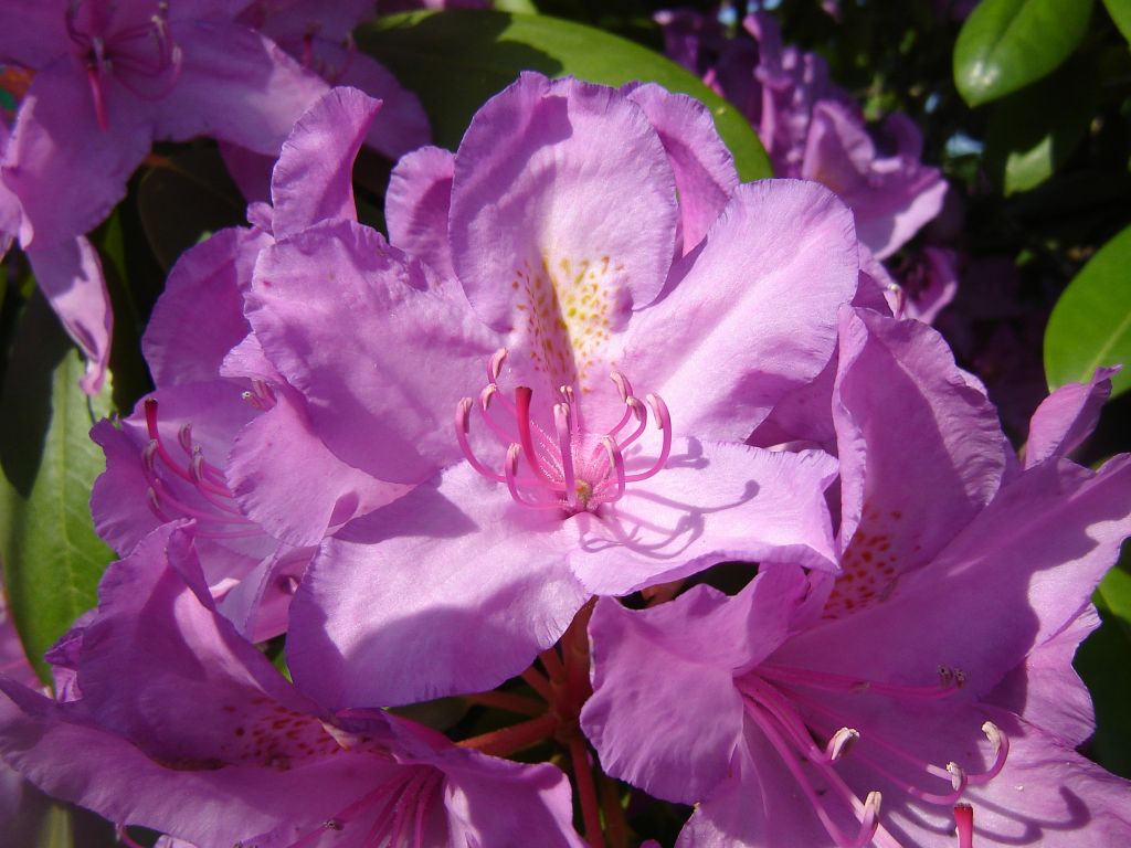 Rhododendron01.jpg