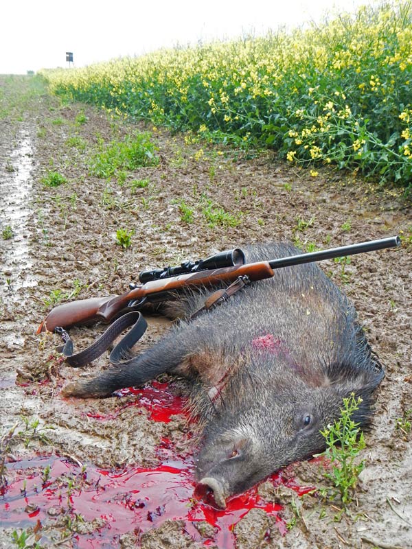 45kg ÜLK auf 180m mit .300WinMag