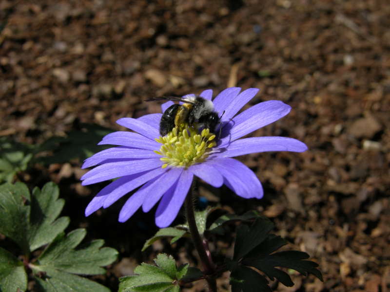 Aschgraue Sandbiene