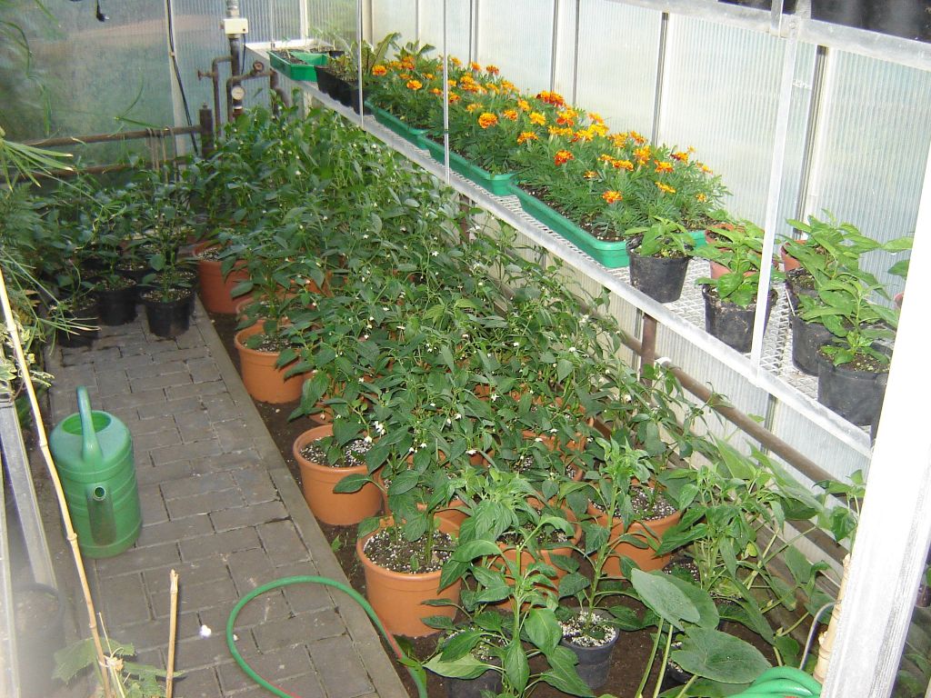 Chiliaussaat_2013_68.jpg