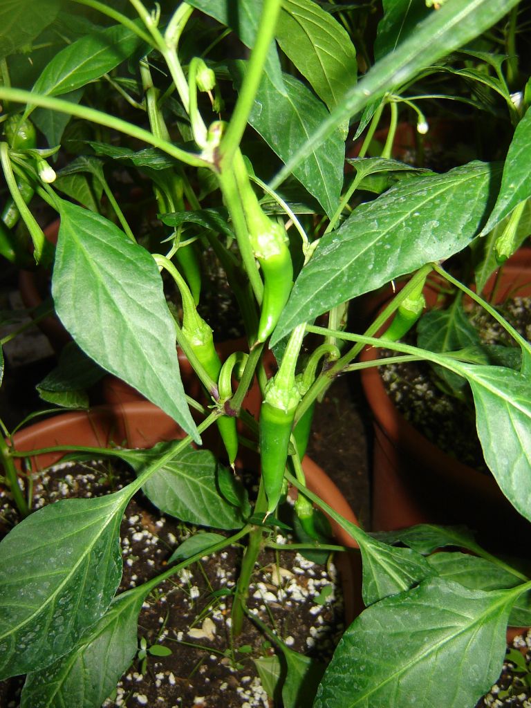 Chiliaussaat_2013_70.jpg