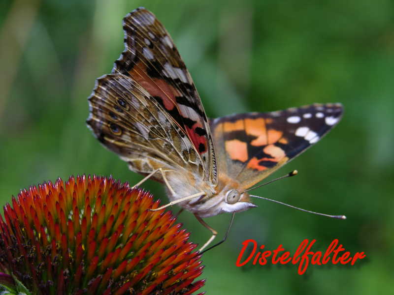 Distelfalter