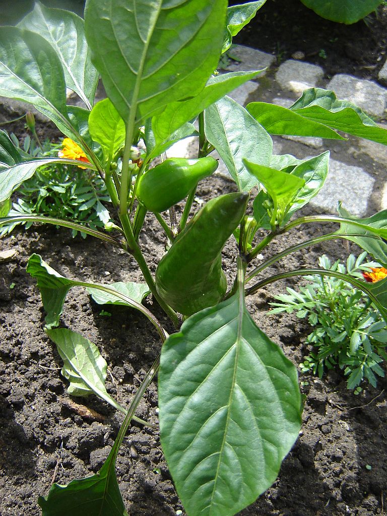 Chiliaussaat_2013_71.jpg