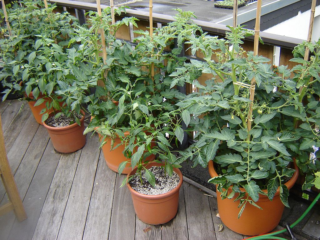 Chiliaussaat_2013_74.jpg