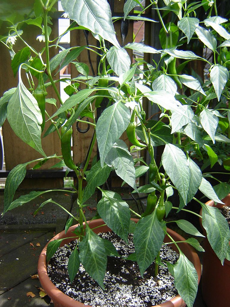 Chiliaussaat_2013_75.jpg