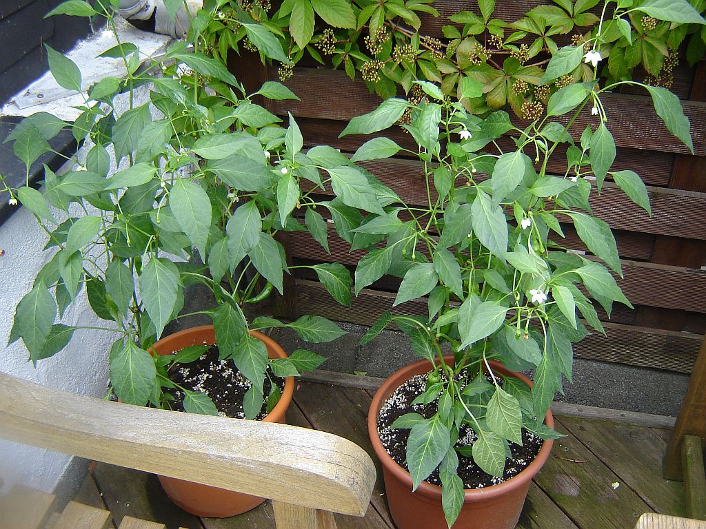 Chiliaussaat_2013_76.jpg