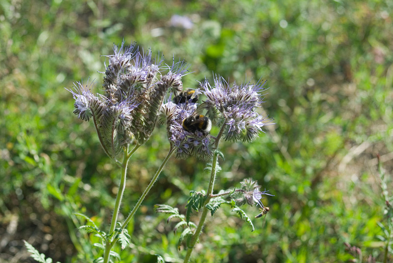240713Blühstreifen-mit-Phacelia002.jpg