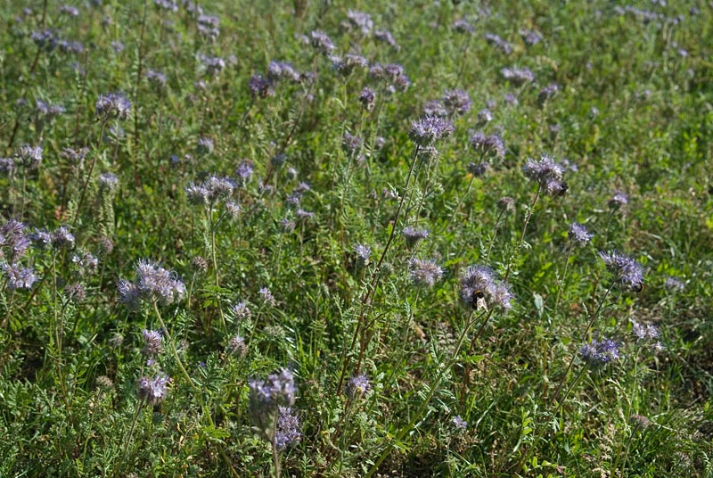 240713Blühstreifen-mit-Phacelia003.jpg