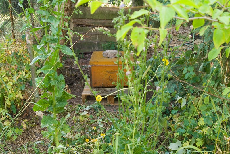 240713wir-holen-unsere-Bienen-vom-Siggi058.jpg