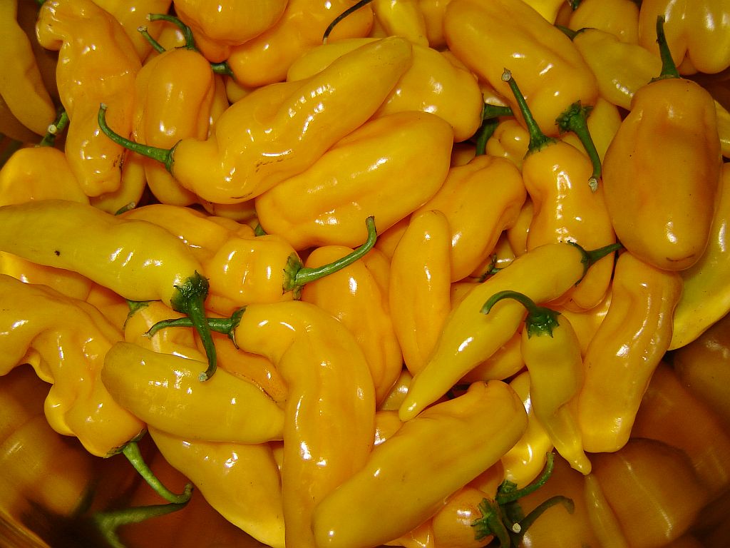 Chiliaussaat_2013_112.jpg