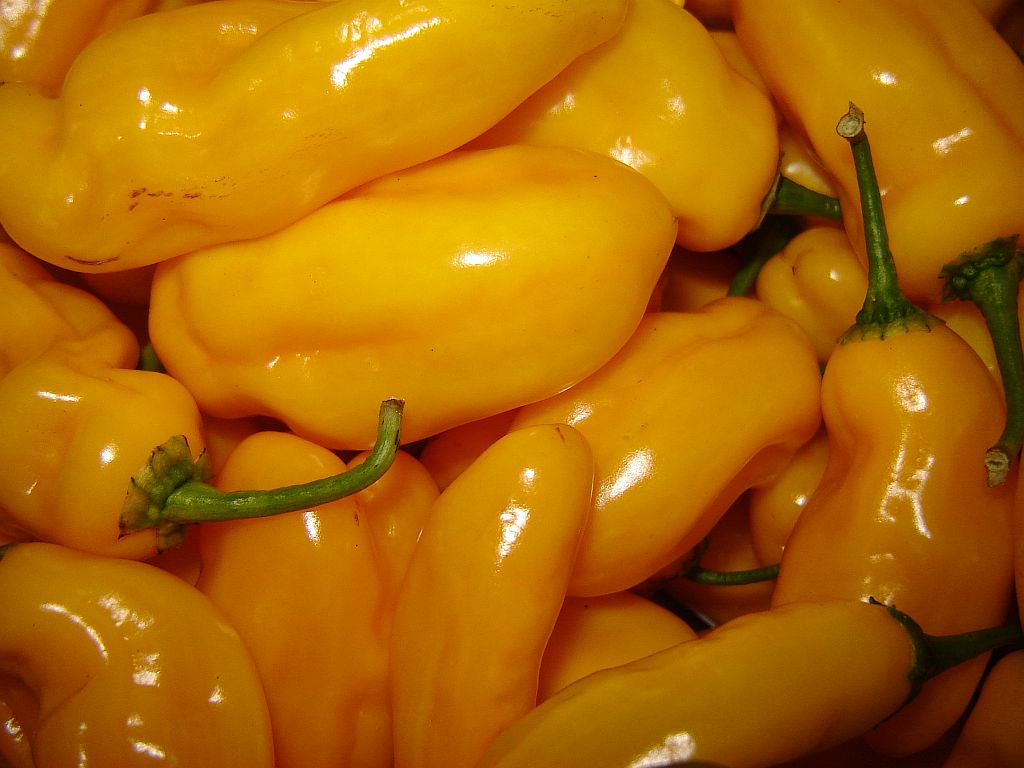Chiliaussaat_2013_113.jpg