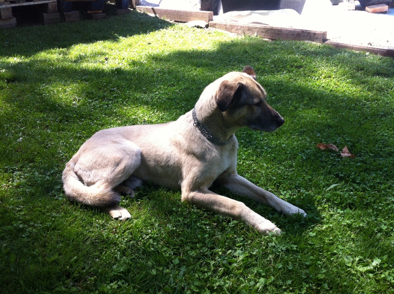 Benjamin, frisch rasiert :-)